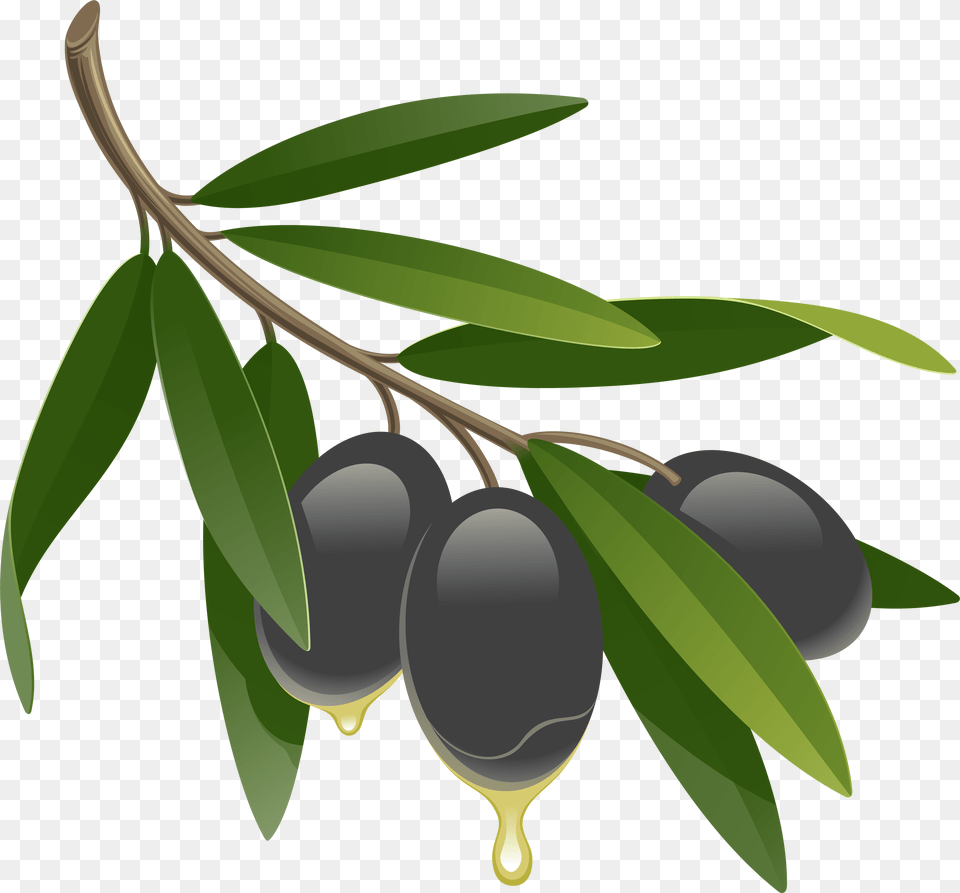 Olives Clipart, Fruit, Berry, Blueberry, Food Png