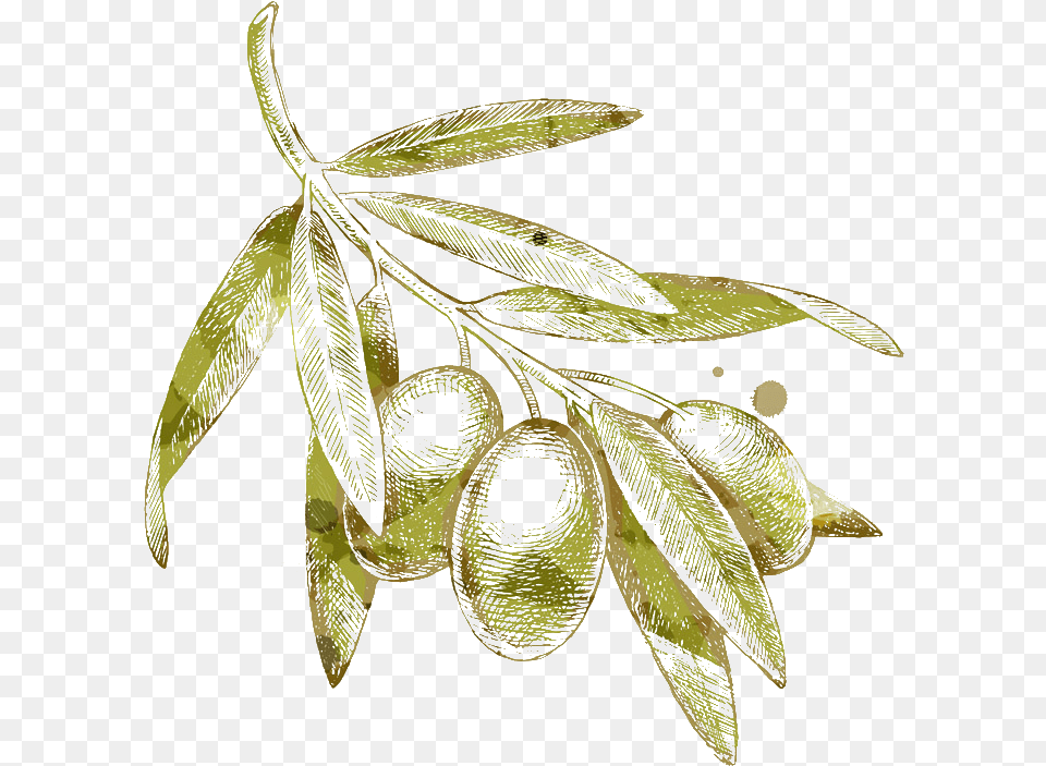 Olives Drawing Olive Branch Olive Drawing, Annonaceae, Leaf, Plant, Tree Png Image
