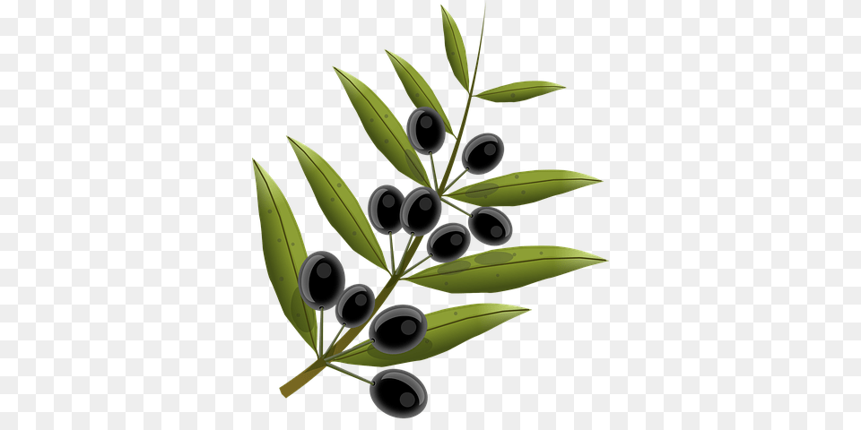 Olives Fruits Olive Tree Oil Cricut, Fruit, Leaf, Food, Plant Free Transparent Png