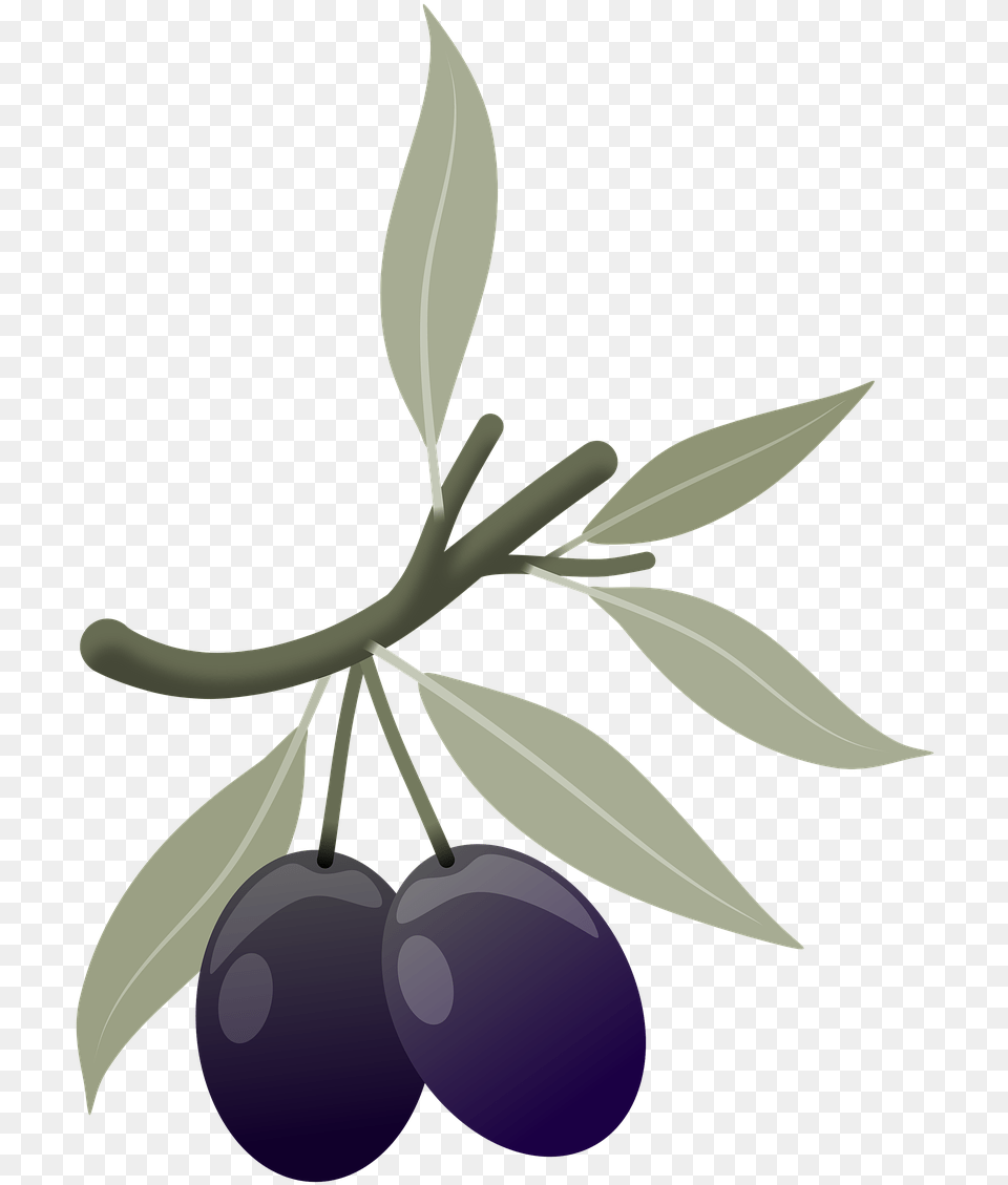 Olives Fruits Plant Branch Olive Tree Leaves Huckleberry, Leaf, Food, Fruit, Produce Png