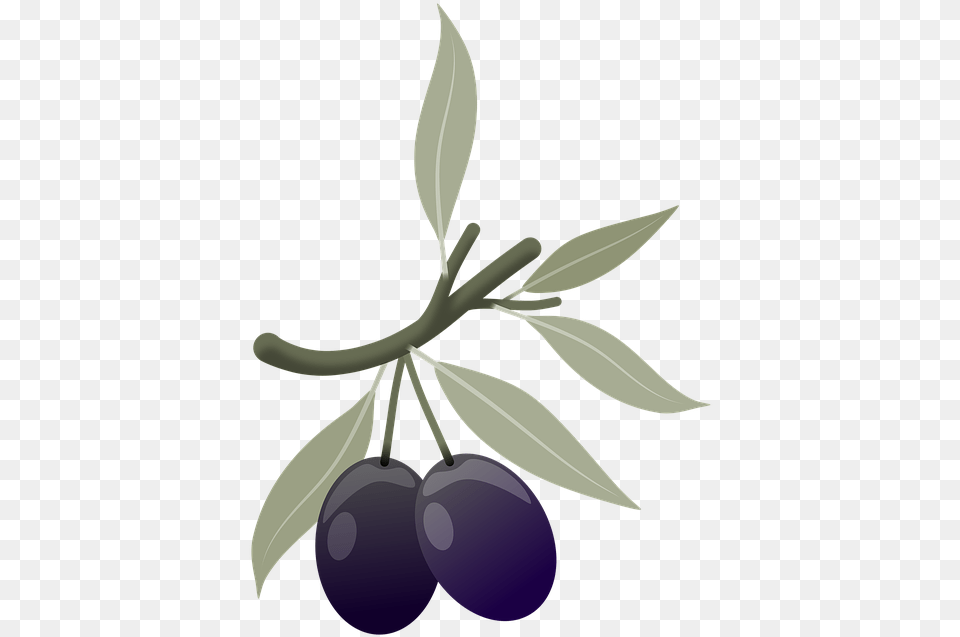 Olives Fruits Plant Image On Pixabay Olives Plant, Fruit, Food, Produce, Leaf Free Png Download
