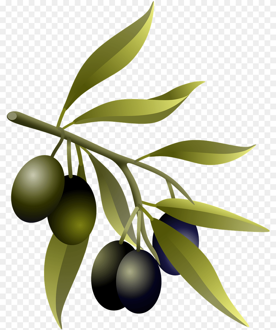 Olives Oil Fruits Olive Image On Pixabay Olive Branch Real, Fruit, Produce, Plant, Leaf Free Png