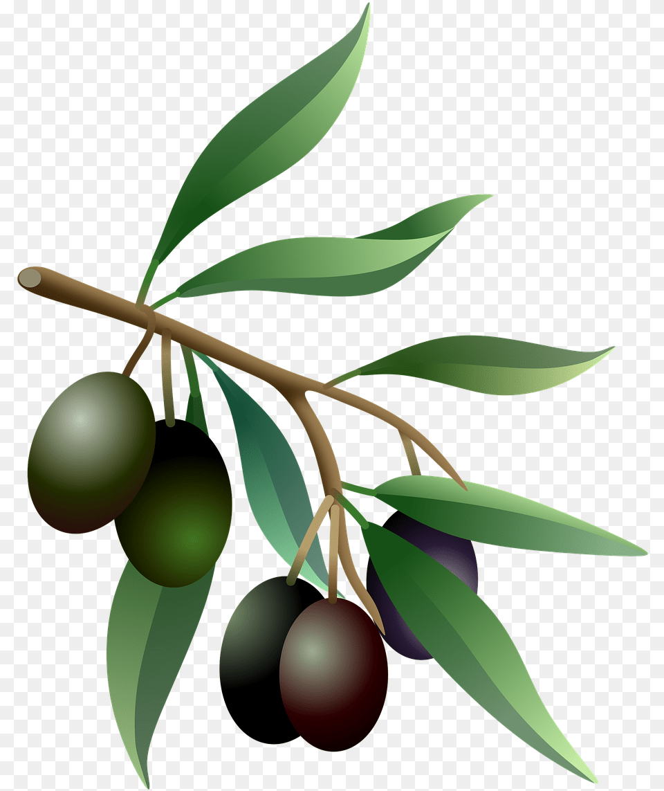 Olives Oil Fruits Olive Olive Branch Real, Produce, Food, Fruit, Plant Png