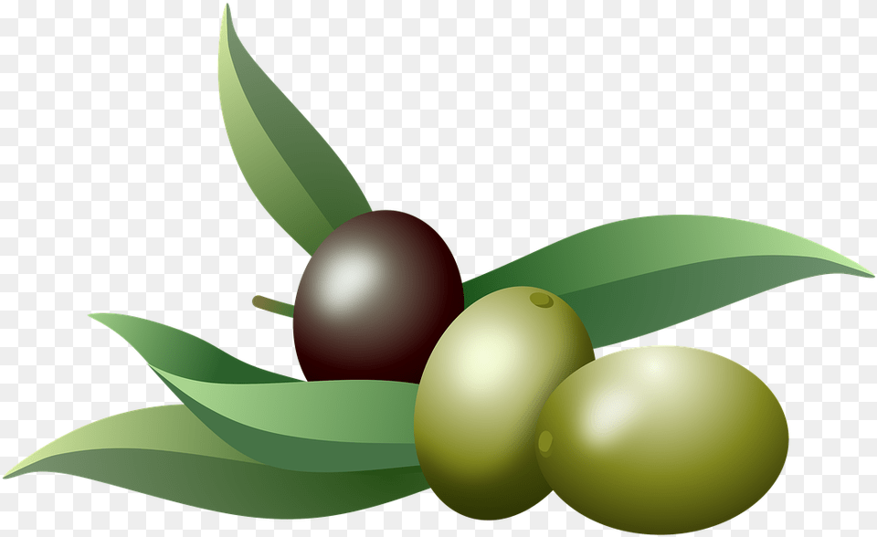 Olives Oil Fruits Olive Olive Oil Branch, Food, Fruit, Plant, Produce Png Image