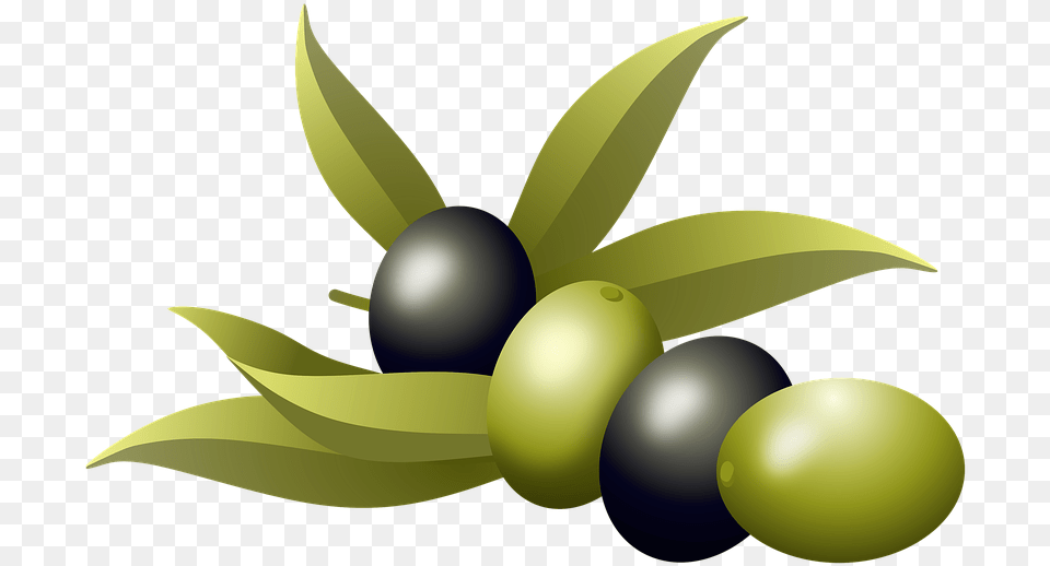 Olives Oil Fruits Olive Tree Branch Nature Plants Aceitunas De Oliva, Produce, Berry, Blueberry, Plant Free Png Download