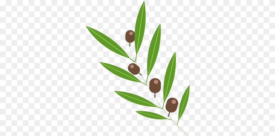 Olives Olive Leaf Transparent, Herbal, Herbs, Plant, Tree Free Png Download