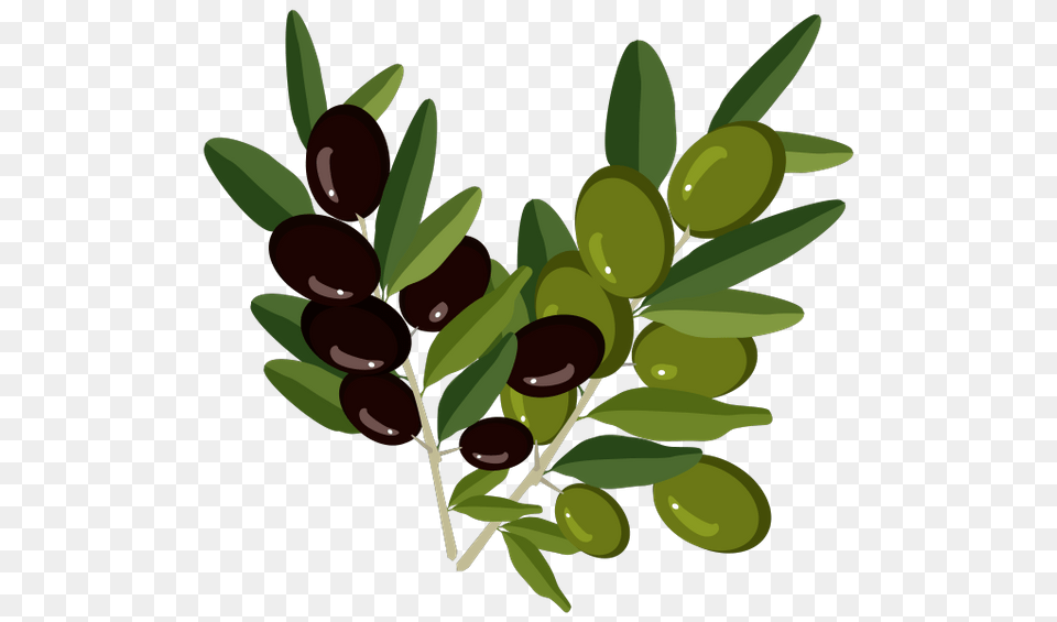 Olivki Vetochka Olivy Olive Branch, Leaf, Plant, Food, Fruit Free Transparent Png