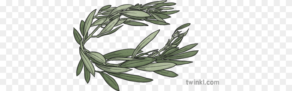 Olympic Olive Leaf Crown Illustration Twinkl Drawing, Herbs, Plant, Herbal, Green Png Image