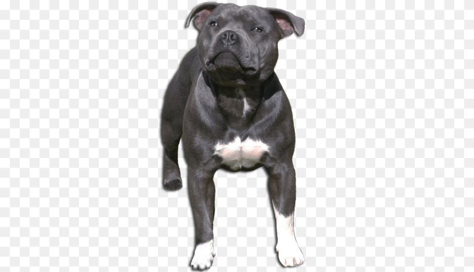 Om Staffordshire Bullterrier Old English Terrier, Animal, Bulldog, Canine, Dog Png