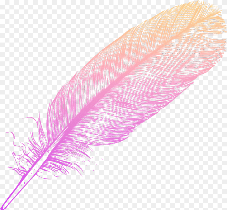 Ombre Feather Feathers Native Boho Pretty Decals Feather Ombre, Purple, Bottle, Animal, Bird Png