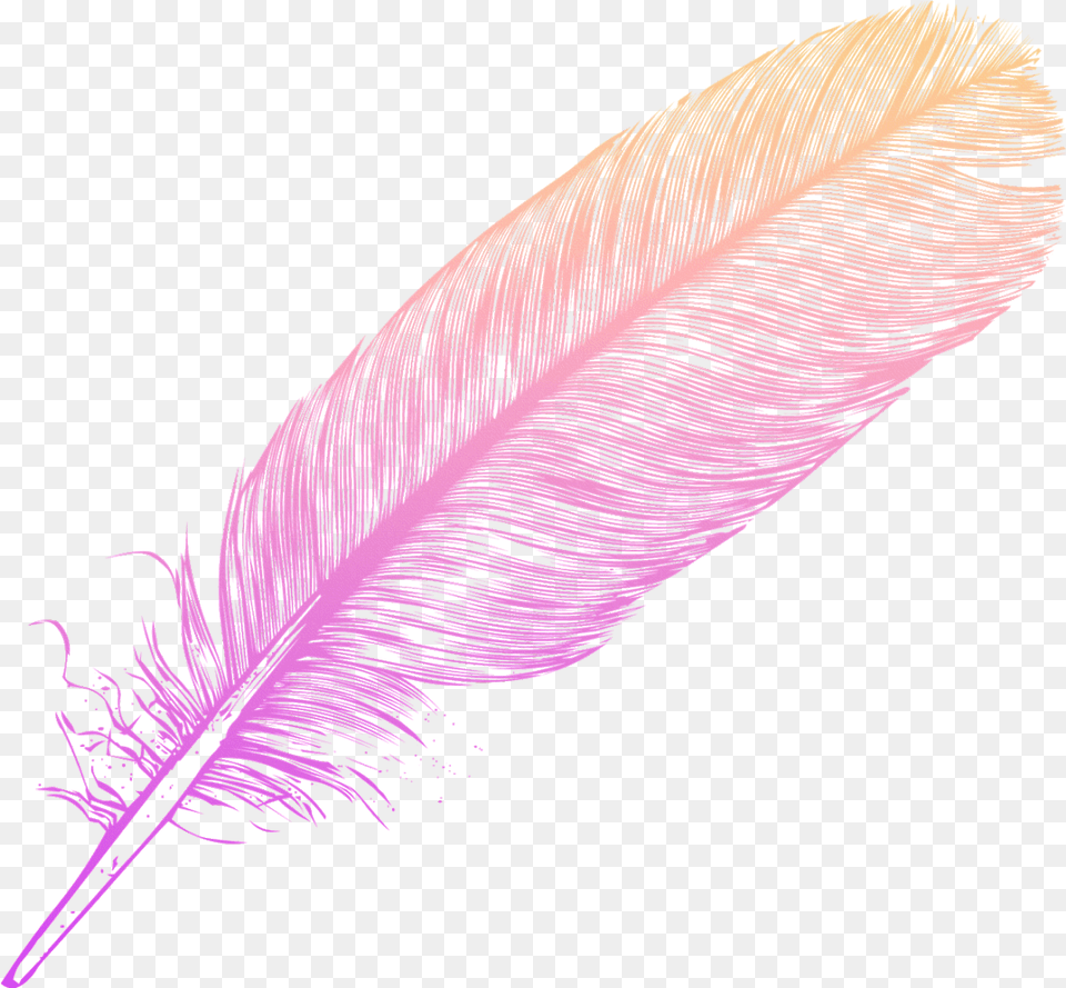 Ombre Feather Feathers Native Sticker By Candace Kee Transparent, Purple, Bottle, Animal, Bird Free Png Download