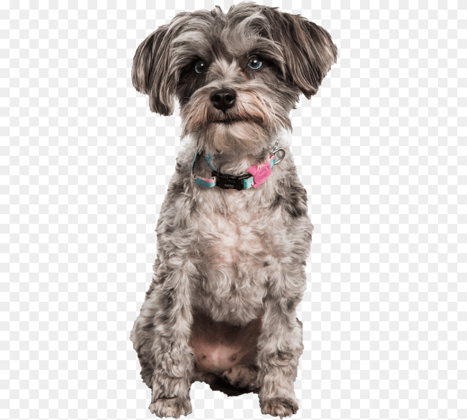 On 1 Dog Training Sessions Yorkipoo, Animal, Canine, Mammal, Pet Png