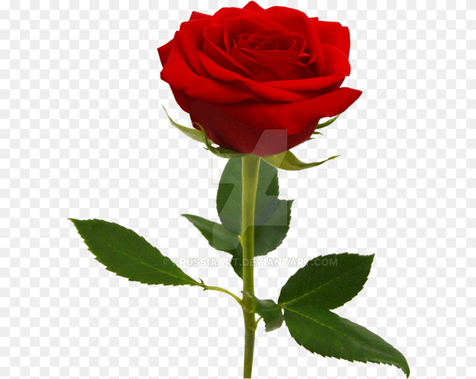 On A Background By 1 Rose Background Red, Flower, Plant Png