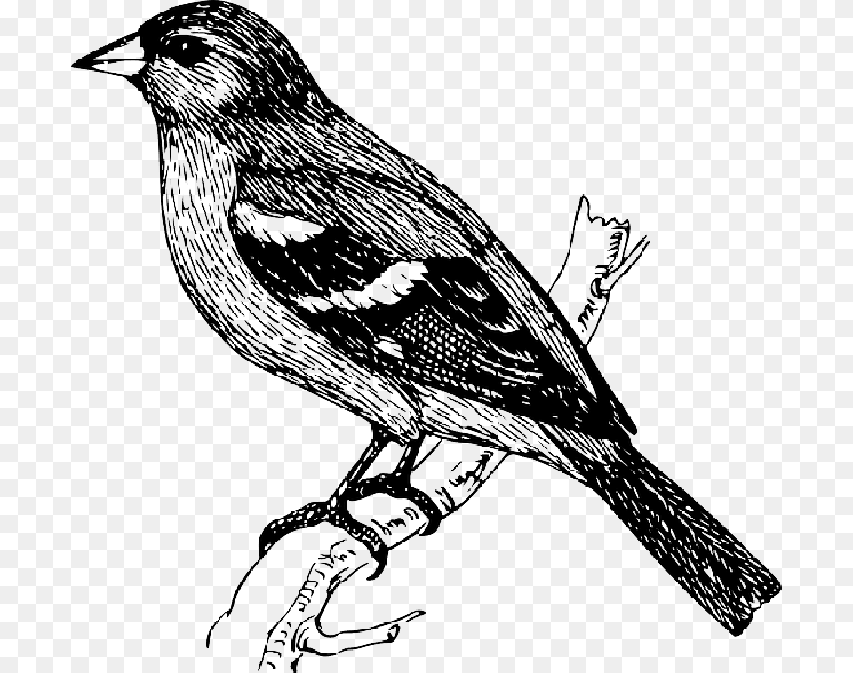 On A Branch At Bird Sketch, Animal, Finch, Sparrow, Blackbird Free Transparent Png