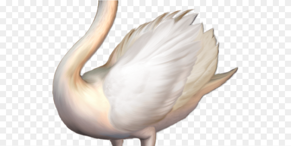 On Dumielauxepices Net Tundra Whooper Swan, Animal, Bird, Waterfowl Free Png