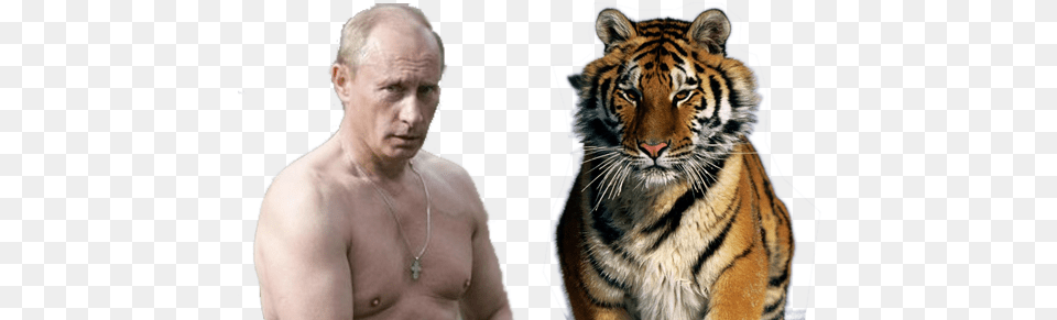On How To Change Peoples Behavior Siberian Tiger, Wildlife, Person, Man, Mammal Free Png Download