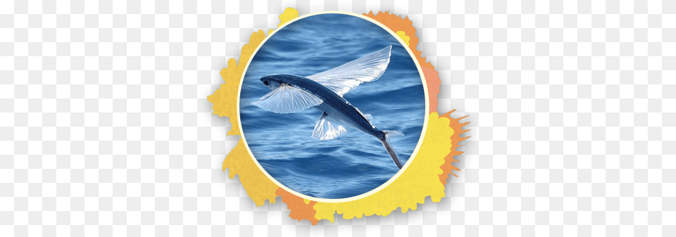 On Occasions People Have Witnessed Flying Fish Escaping Flying Fish Barbados, Animal, Sea Life, Shark, Outdoors Free Png