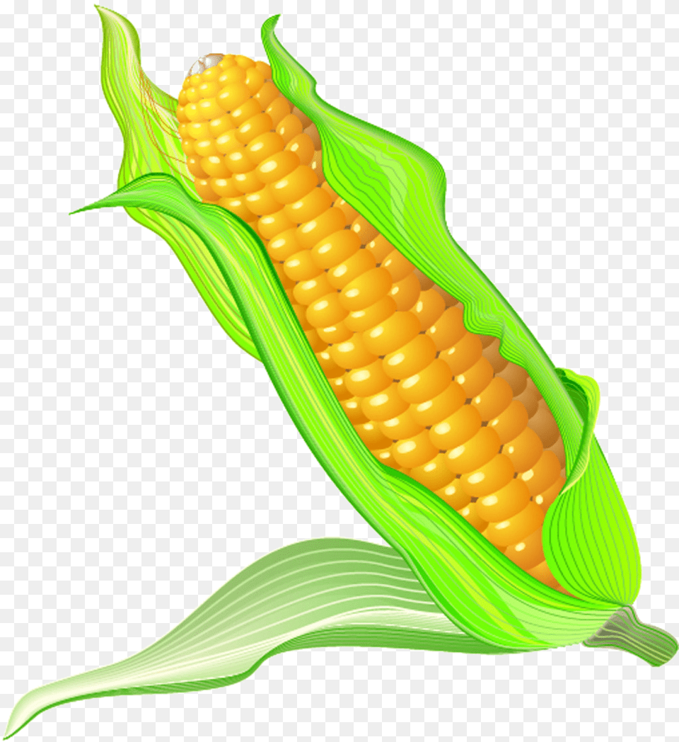 On The Cob Cartoon Transprent Maize Cartoon, Corn, Food, Grain, Plant Free Transparent Png