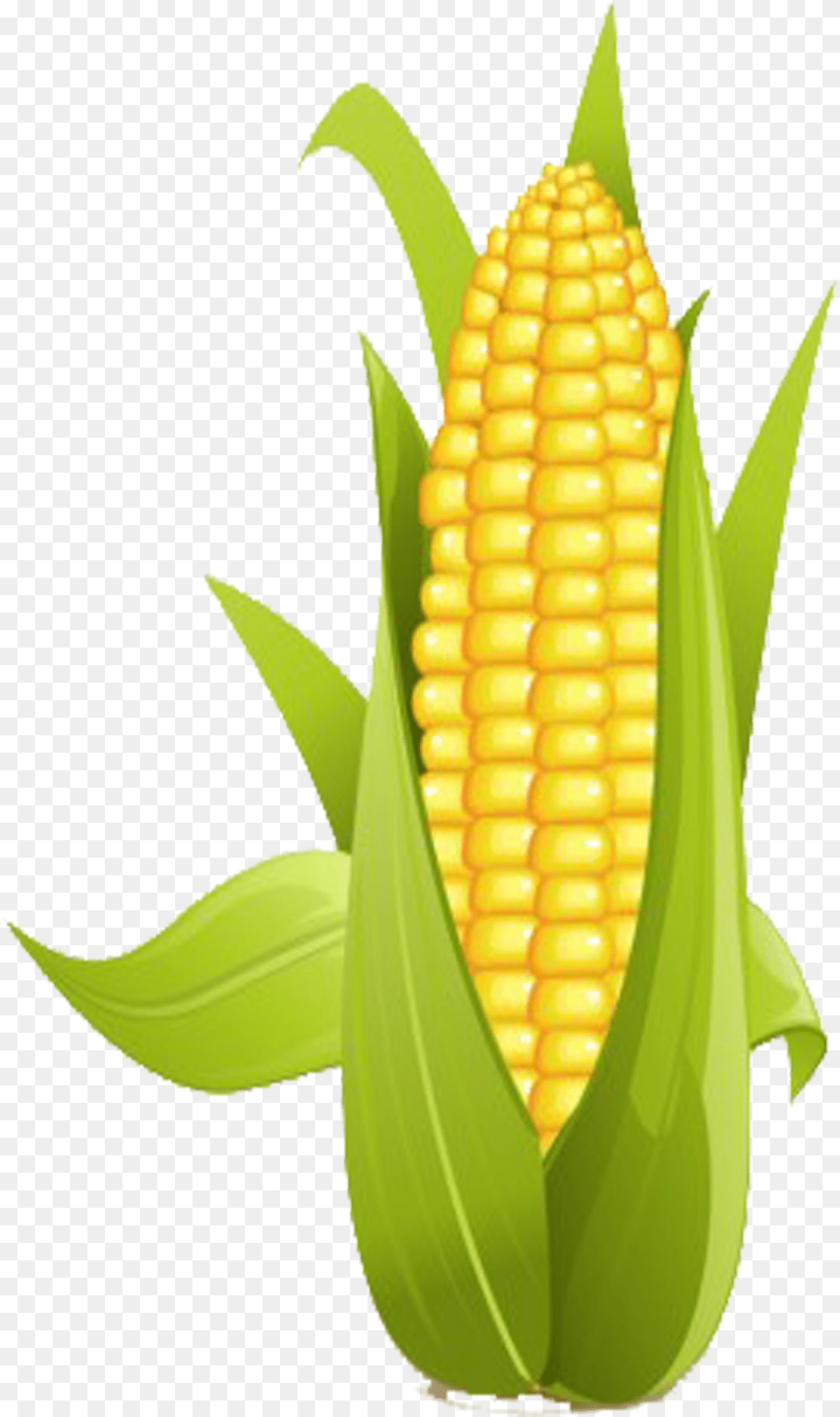 On The Cob Sweet Corn Clip Art, Food, Grain, Plant, Produce Free Png Download