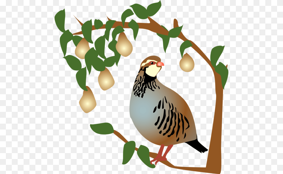 On The First Day Of Christmas My True Love Gave To 12 Days Of Christmas Partridge In A Pear Tree, Animal, Bird, Quail Png Image