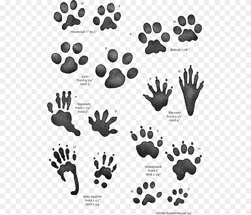 On The Track And Back Againquotclassquotimg Responsive Animal Footprints Identification Uk, Footprint, Person Free Png