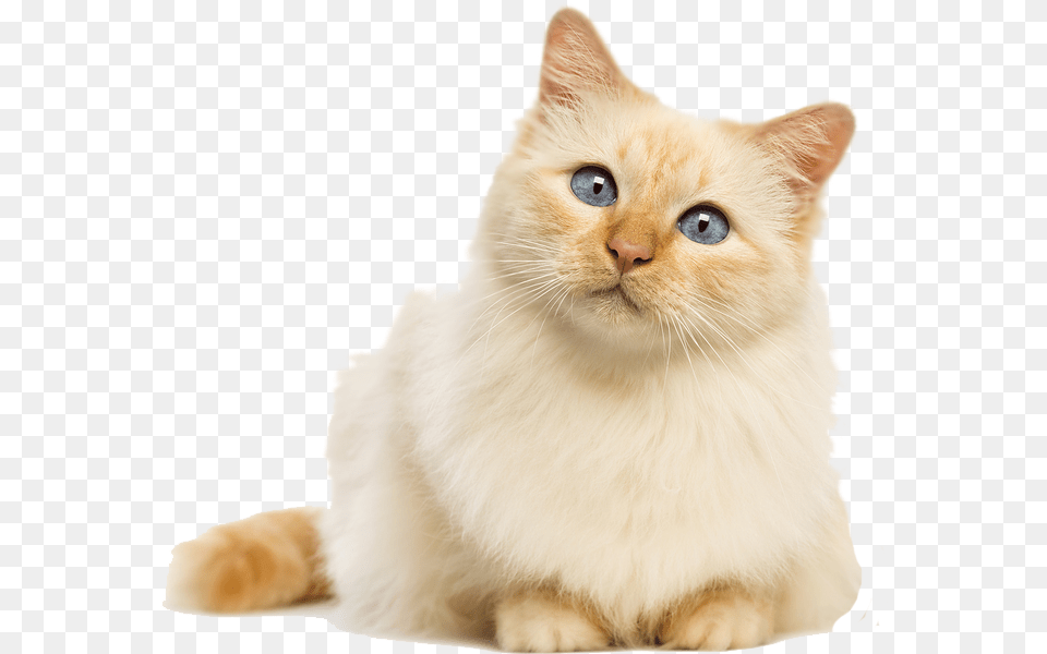 On Tumblr Sad Cat Transparent Background, Angora, Animal, Mammal, Pet Free Png