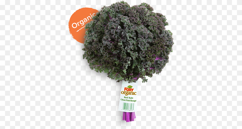 Once Home Store Your Kale In The Refrigerator For Organic Red Kale, Food, Leafy Green Vegetable, Plant, Produce Png Image