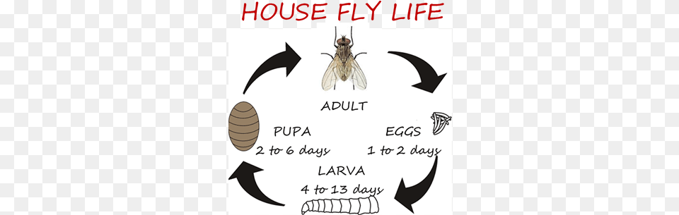 Once The Adult Flies Emerge From Its Pupal Case It Flies Life Cycle Days, Animal, Insect, Invertebrate, Bee Png Image