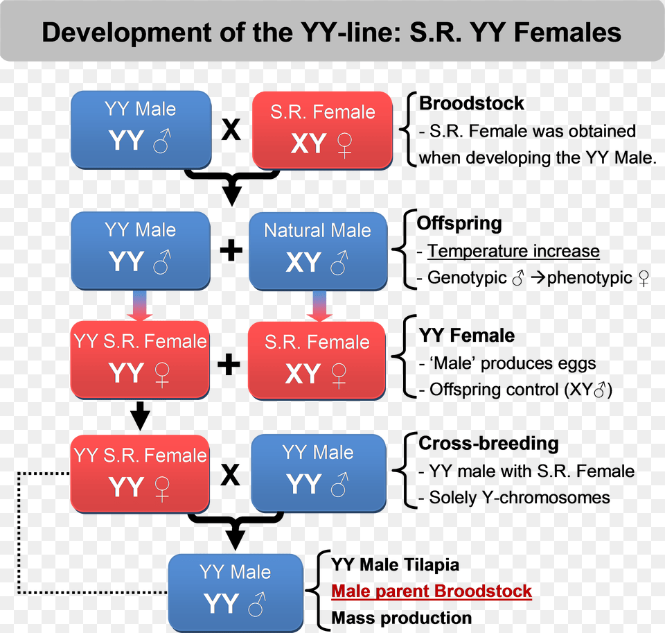 Once We Have Developed The Yy Male It Is Easy To Produce Produce Yy Male Tilapia, Text, Electronics, Mobile Phone, Phone Free Png Download