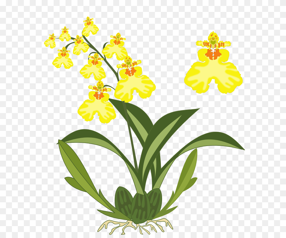 Oncidium, Flower, Plant, Orchid Png Image