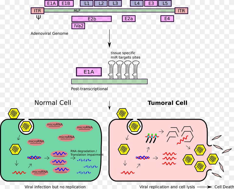 Oncolytic Adenovirus Controlled By Microrna Response E1a E1b Adenovirus, Text Free Png