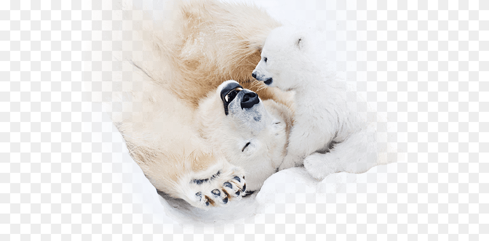 One Bella Casa Polar Bear Happiness Throw Pillow Size, Animal, Mammal, Wildlife, Polar Bear Free Png