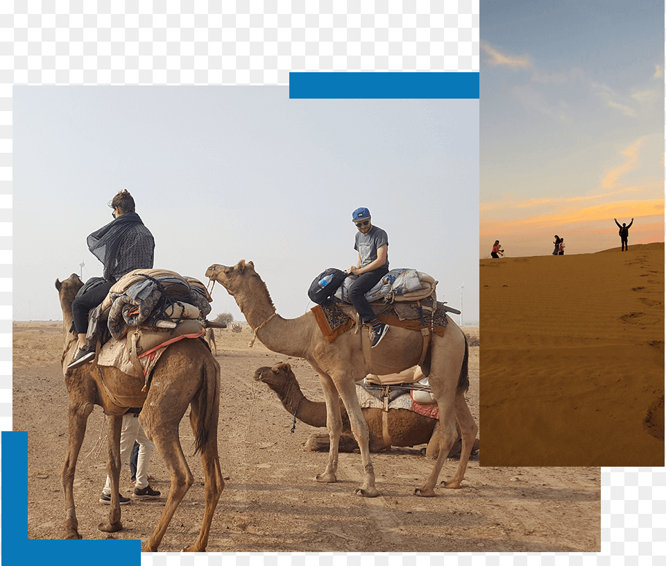 One Day Camel Safari Trotters Jaisalmer Arabian Camel, Adult, Male, Man, Person Free Png