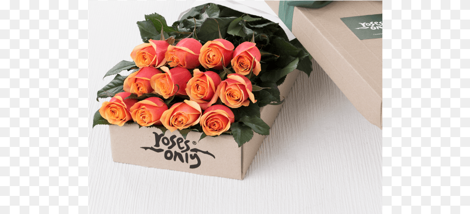 One Dozen Orange Roses Rose, Flower, Flower Arrangement, Flower Bouquet, Plant Free Png
