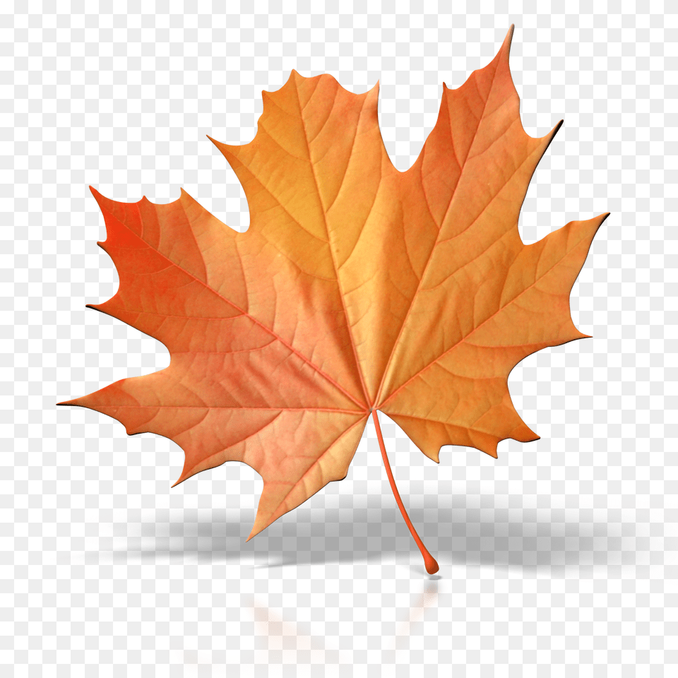One Fall Leaf Clip Art Cliparts, Plant, Tree, Maple, Maple Leaf Free Png Download