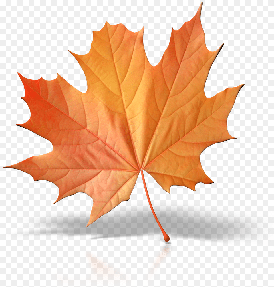 One Fall Leaf Clip Art Single Fall Leaf Clipart, Plant, Tree, Maple, Maple Leaf Png