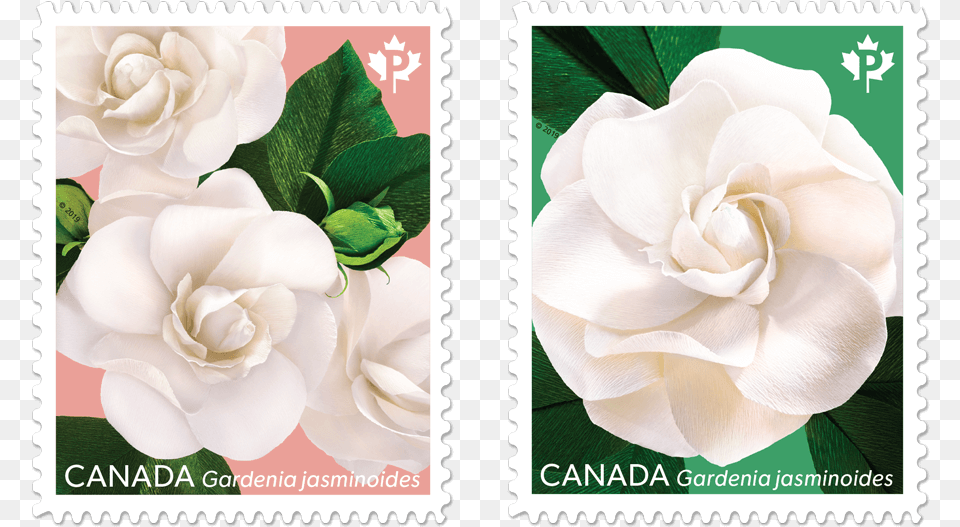 One Featuring Three Gardenias And One Focusing On Postage Stamp, Flower, Plant, Postage Stamp, Rose Png Image