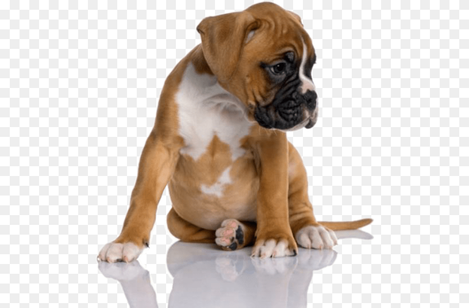 One Month Boxer Dog, Animal, Bulldog, Canine, Mammal Free Png Download