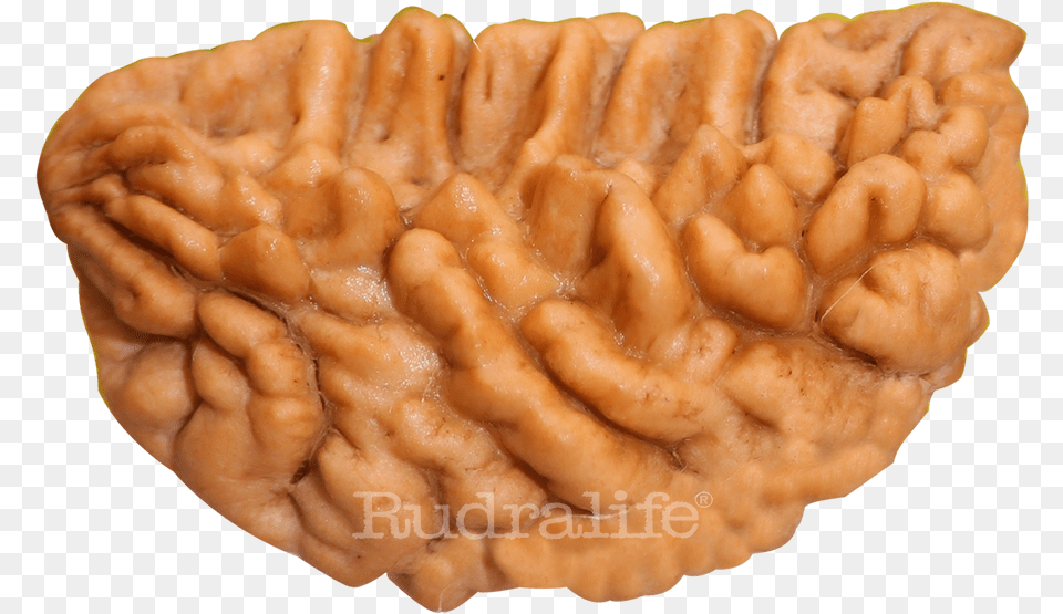 One Mukhi Rudraksha Rudraksha 1 Mukhi Rudraksha Kaju, Food, Nut, Plant, Produce Png