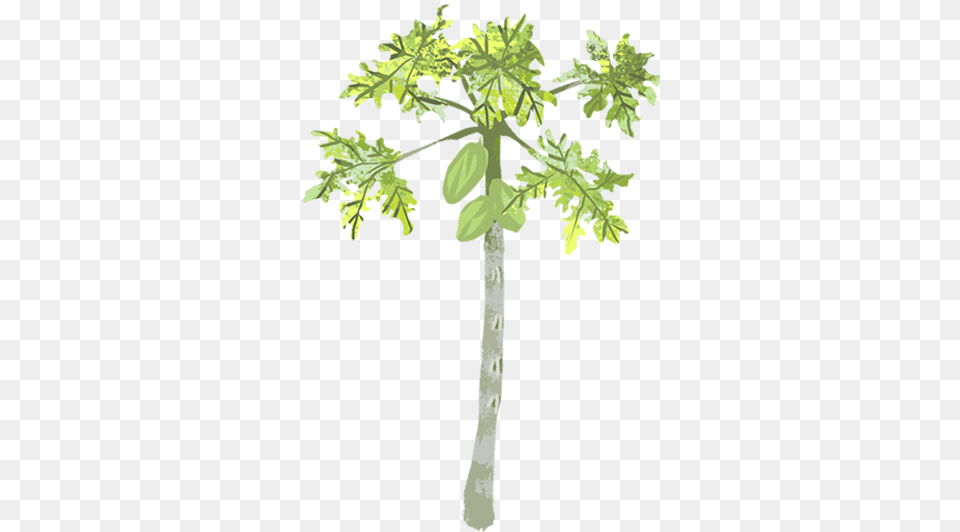 One Of The Biggest Challenges With Papaya Farming In Papaya Tree Clipart, Leaf, Plant, Food, Fruit Free Png Download