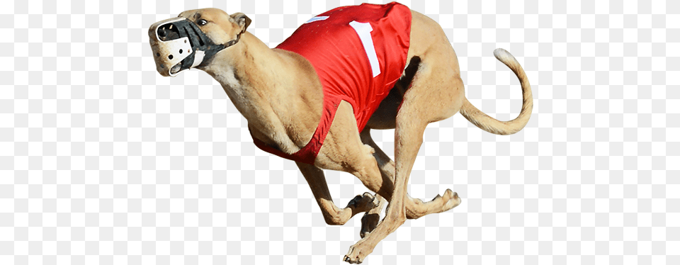 One Of The Greyhounds Racing At Bestbet Greyhound Racing, Animal, Canine, Dog, Mammal Free Png