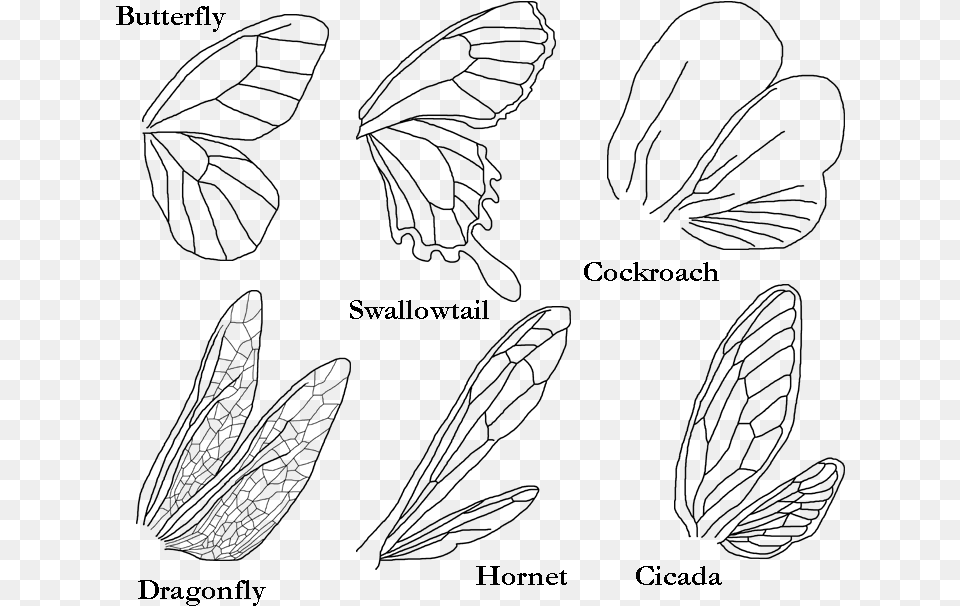 One Of The Simplest Insect To Draw Kinds Of Wings Of Insects, Gray Png
