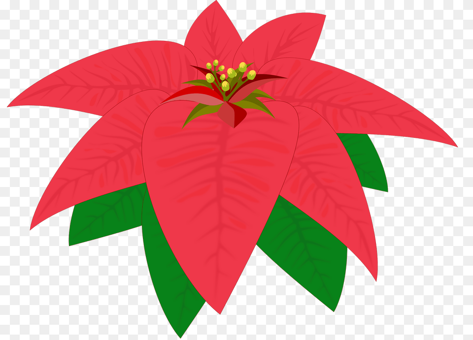 One Red Poinsettia Flower Clipart, Leaf, Dahlia, Plant, Petal Free Png Download