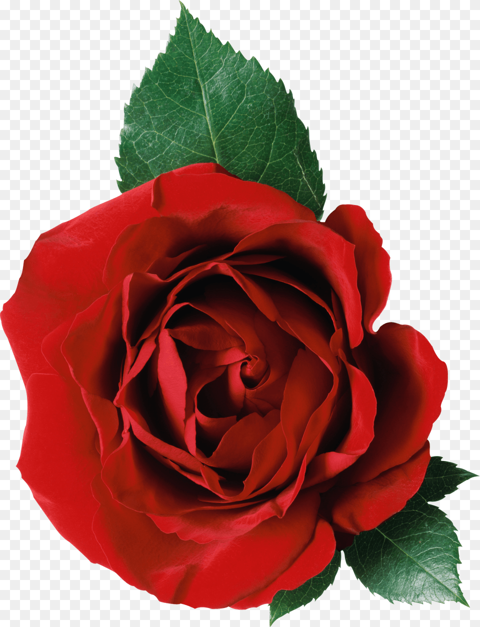 One Rose And Leaves Rose Leaf Transparent Background, Flower, Plant Free Png Download