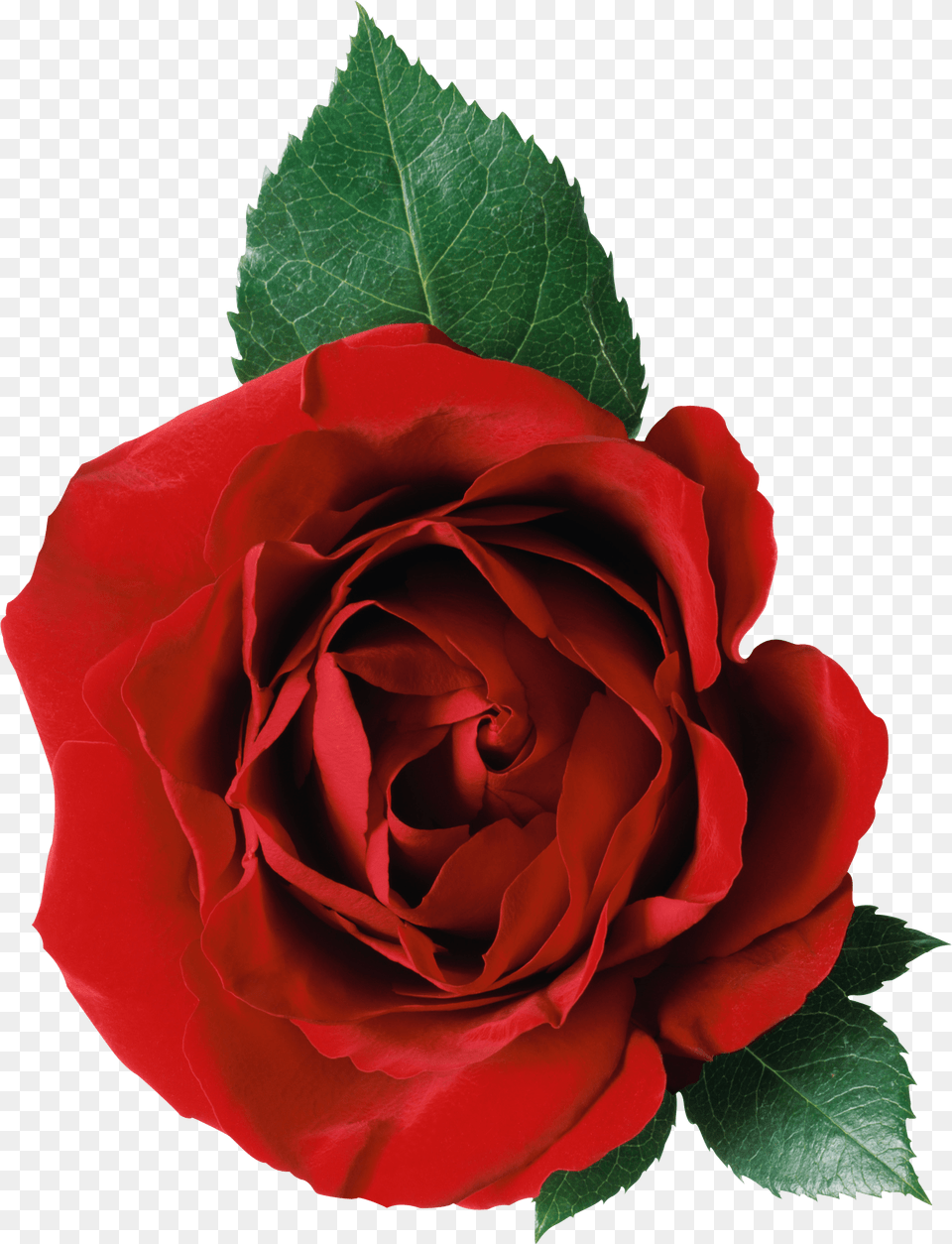 One Rose And Leaves Transparent Rose Flower, Plant Png Image