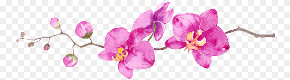One Side Flower Border Design, Orchid, Plant, Petal Png Image