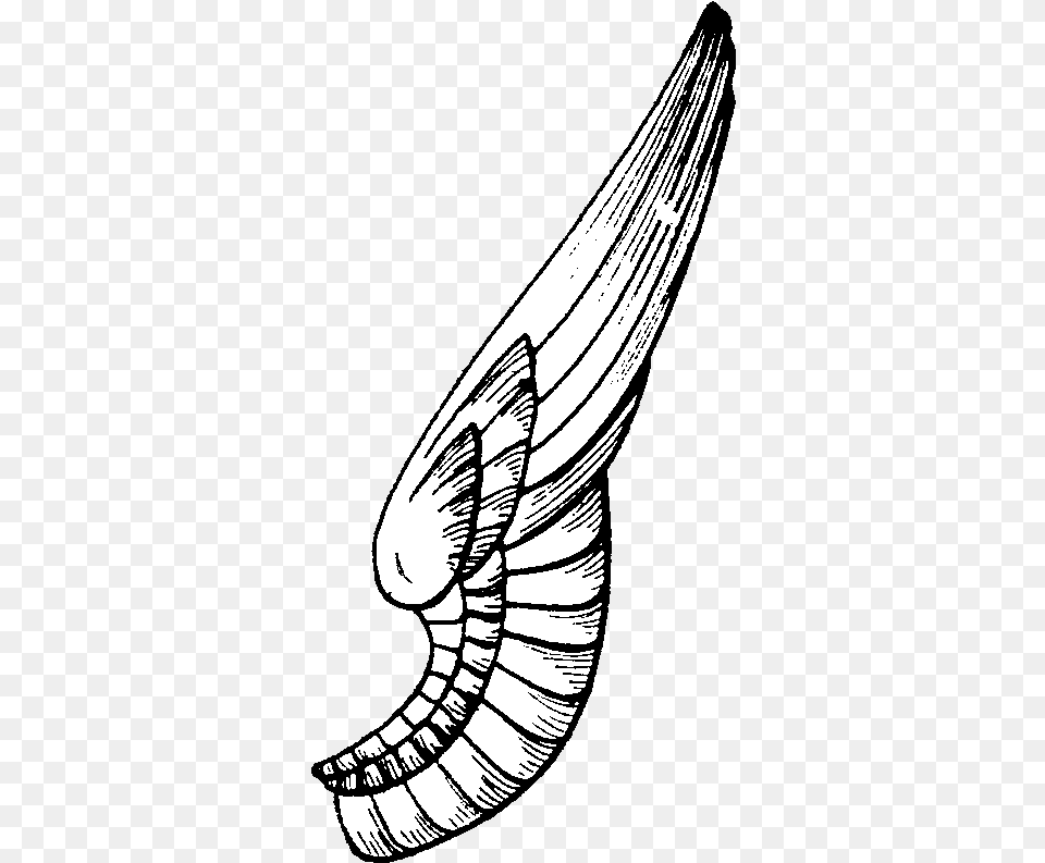 One Side Wings With No One Side Wings, Animal, Invertebrate, Sea Life, Seashell Png Image