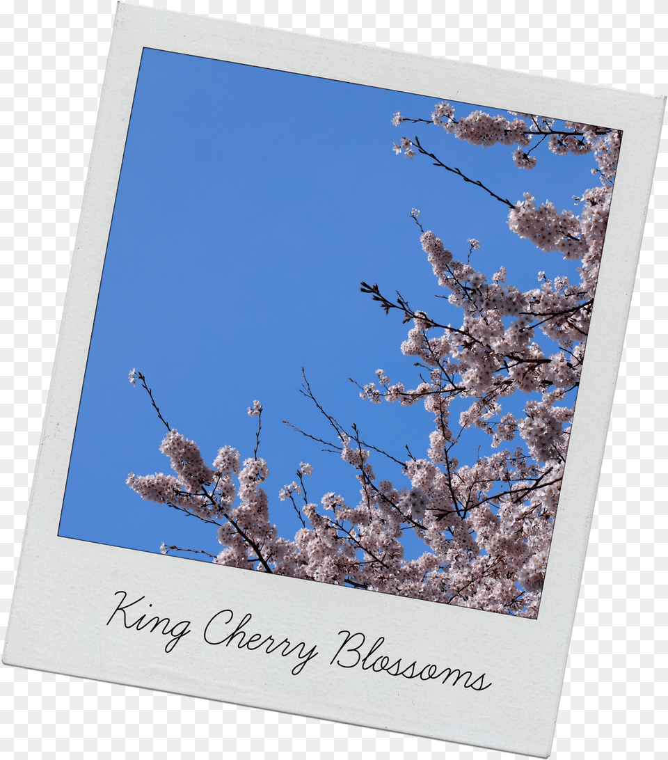 One Thing That Was Lacking From The Festival Was Food Cherry Blossom, Flower, Plant, Cherry Blossom Free Png Download