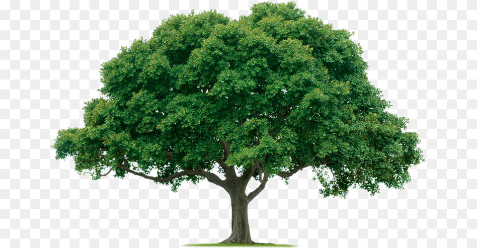 One Trees, Oak, Plant, Sycamore, Tree Free Png Download