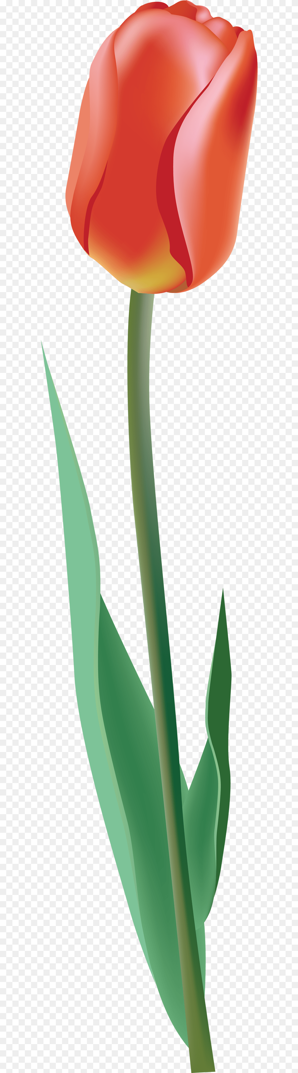 One Tulip, Flower, Plant, Rose Png